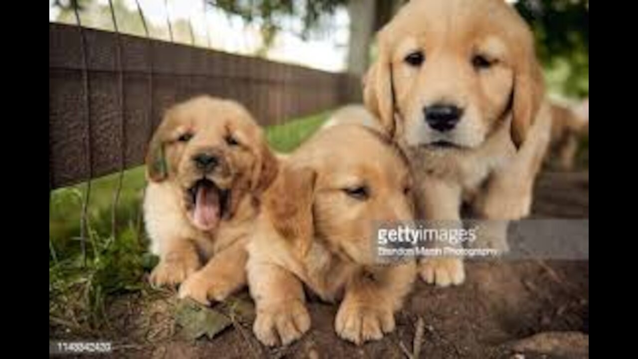 Wild Dog With Puppies Reacts to Getting a Home