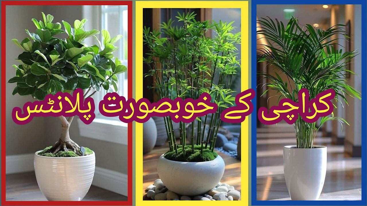 Kichengarden routine growing seeds timing starting seeds