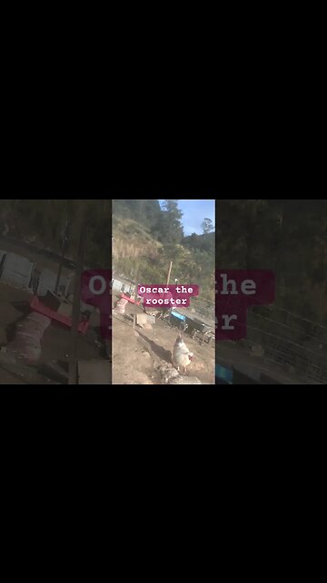 Oscar the rooster #freerange