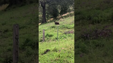 Strong male kangaroo/wallaby in our paddock