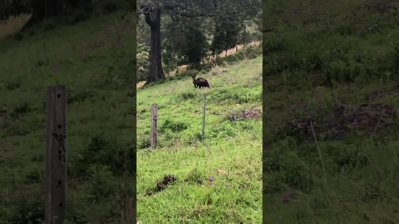 Strong male kangaroo/wallaby in our paddock