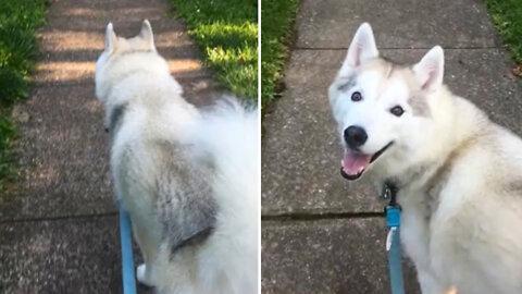 Adorable Siberian husky on her walk