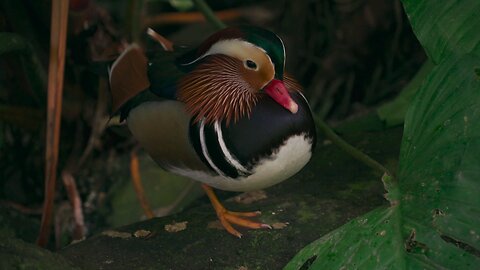 beautiful birds