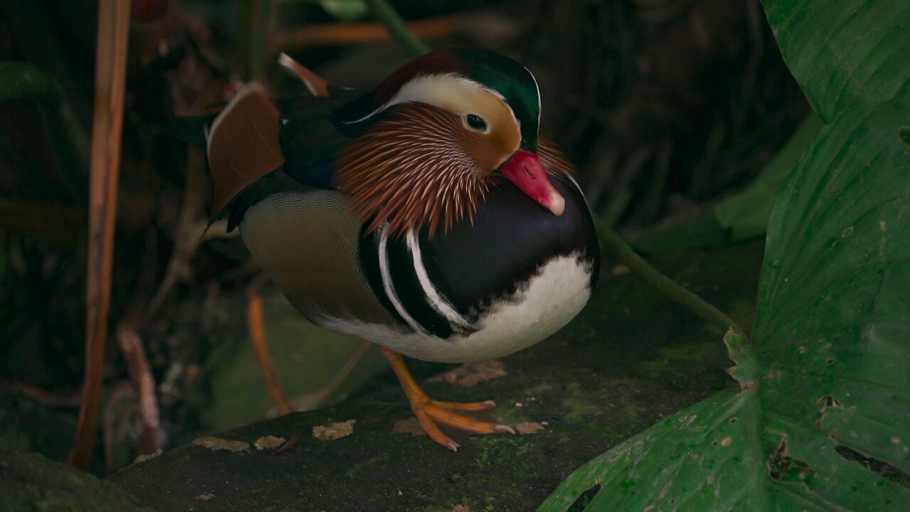 beautiful birds