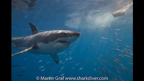 Guadalupe Island Great White Sharks August 2018