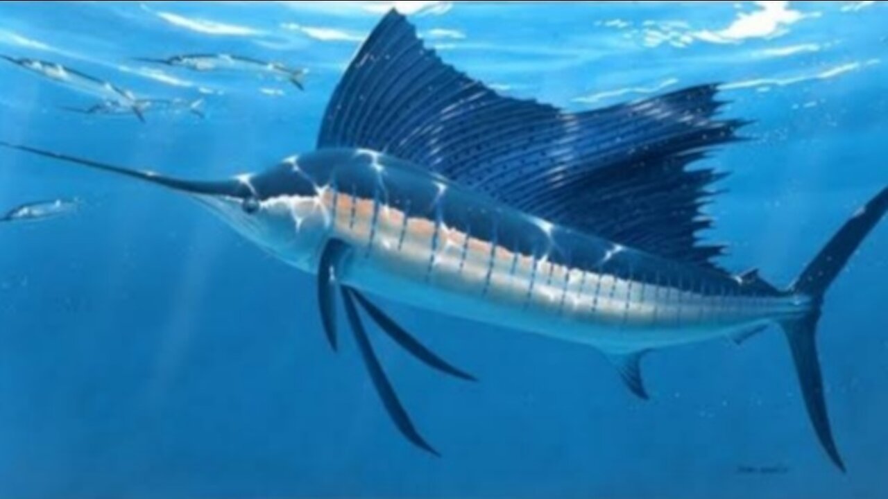 Amazing Footage of Pacific Sailfish