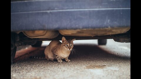 KITTEN RESCUE FROM UNDER CAR 🥺😍🐾