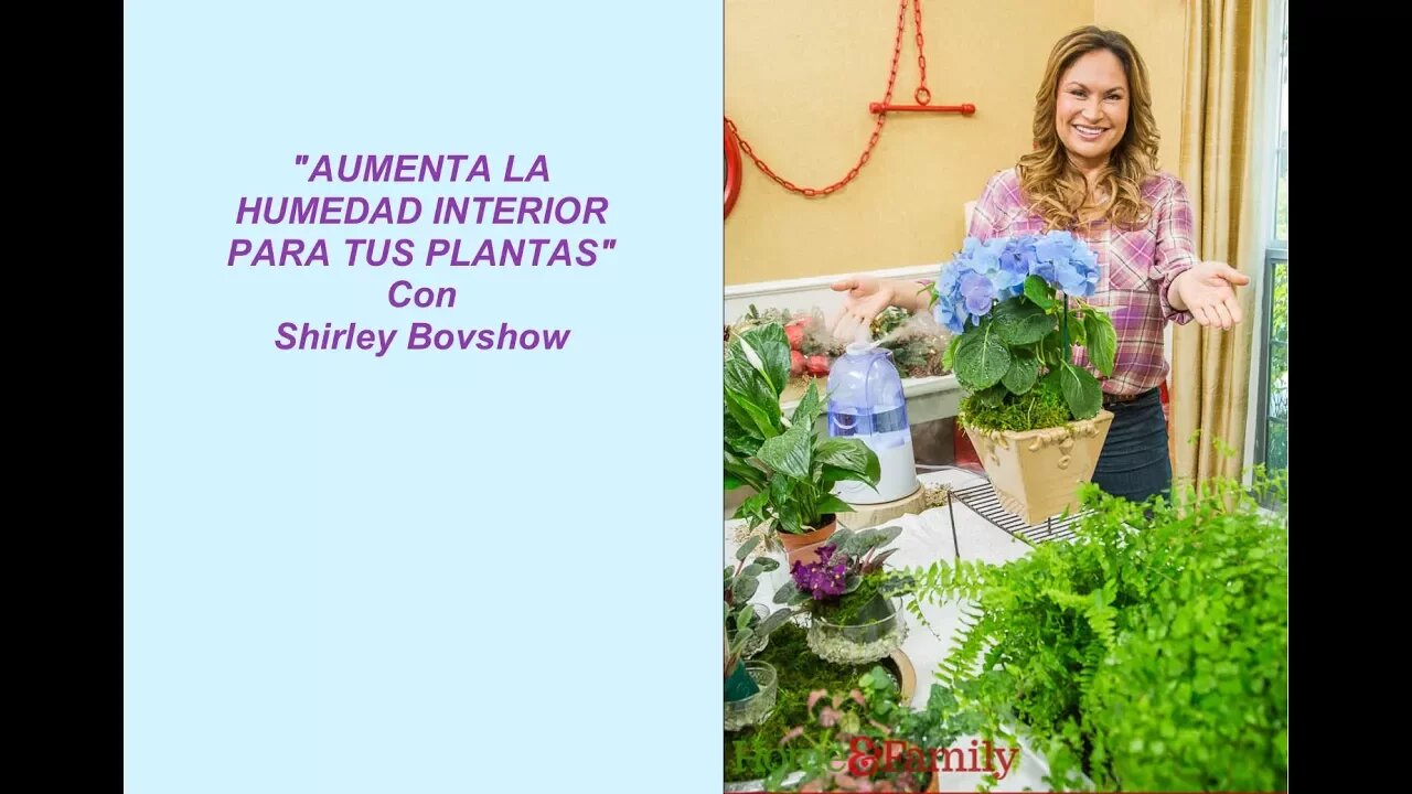 Aumenta La Humedad en Interiores Para Sus Plantas