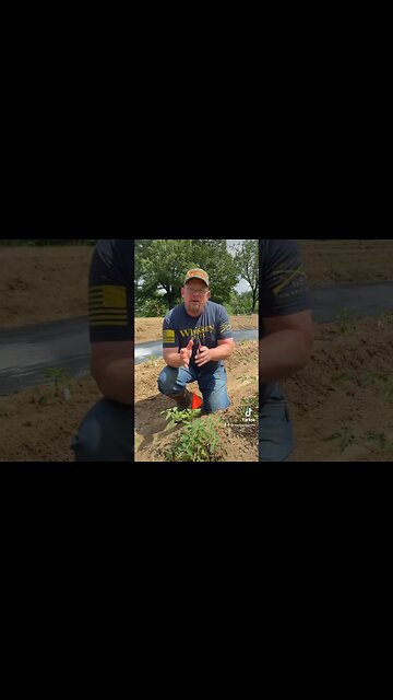 Determinate vs Indeterminate Tomatoes