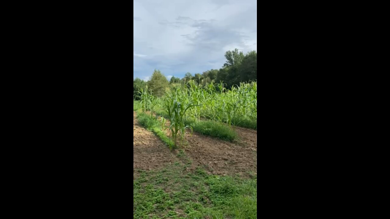 Corn part 2