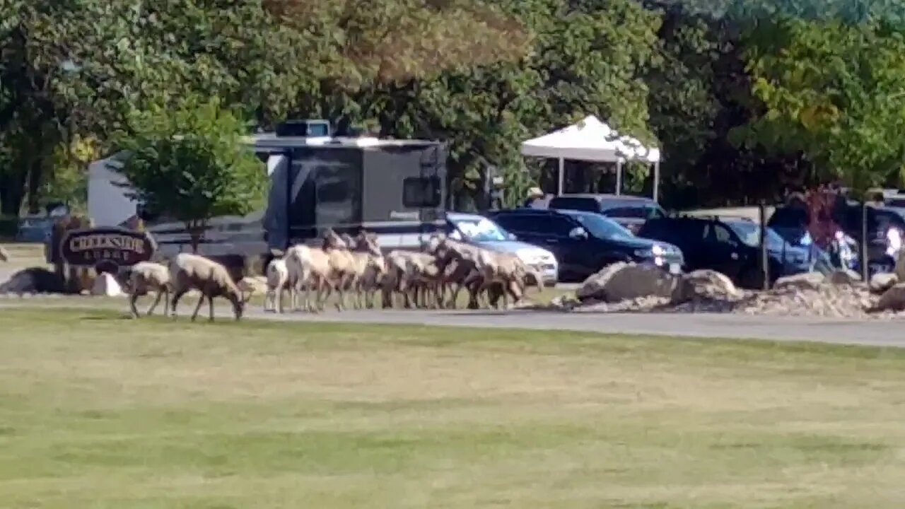 Bighorn sheep in Custer State Park