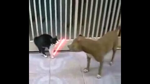 Fighting Cat VS Dog 🤣😹🙊🐶