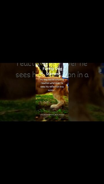 Hilarious Dog Moments: Laughter Guaranteed! 23