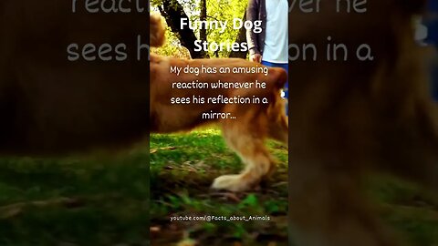 Hilarious Dog Moments: Laughter Guaranteed! 23