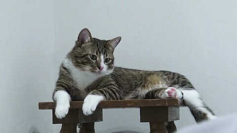 Fluffy Cat Watches Me from a Chair