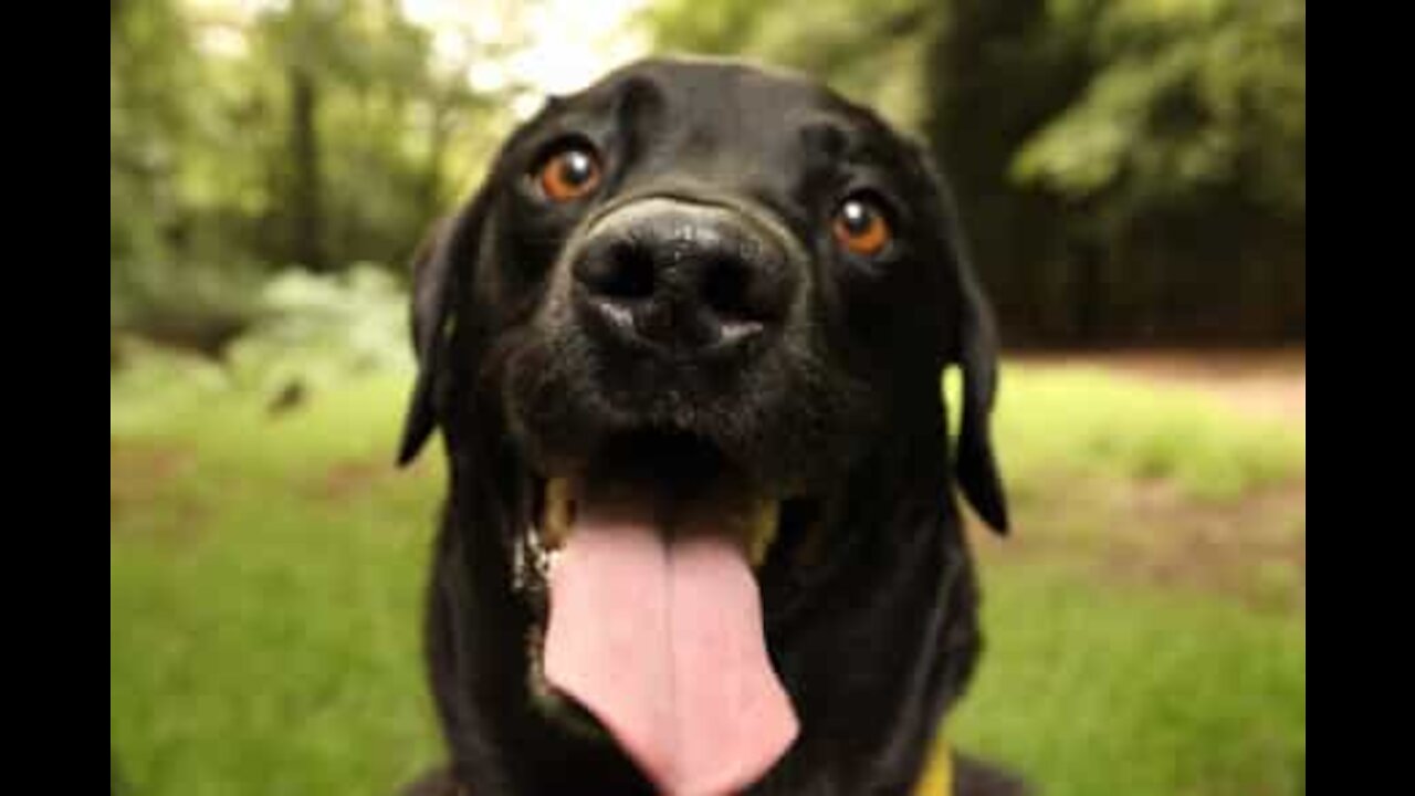 Será que este labrador foi atacado por um cabide de roupa?