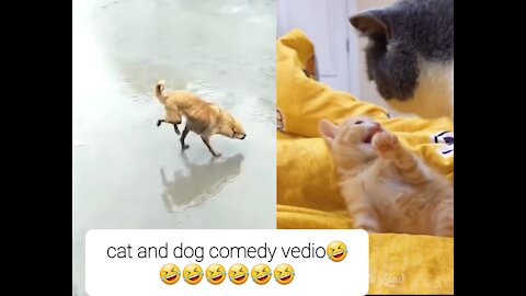 Funniest cats and dogs vedio😂🤪