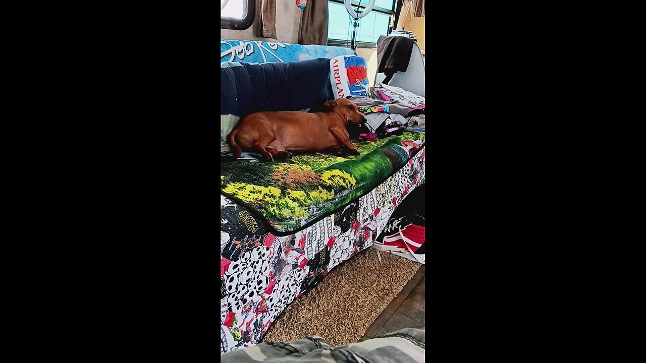 Oakley loves being lazy