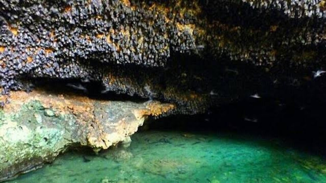 OMG,How many fish are in this cave??
