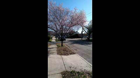 Cherry blossoms