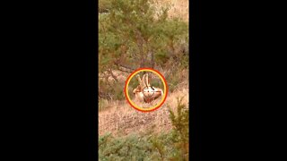 Hunting Coyotes #shorts #dogs #animals #hunter #042