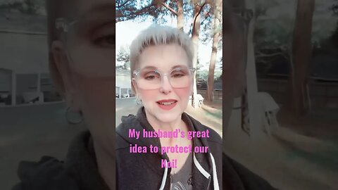 Koi fish during freeze…part 1.