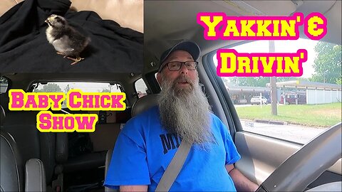 Yakkin' & Drivin' While Showing Off Baby Chicks | shed to house | homestead | raw land clearing