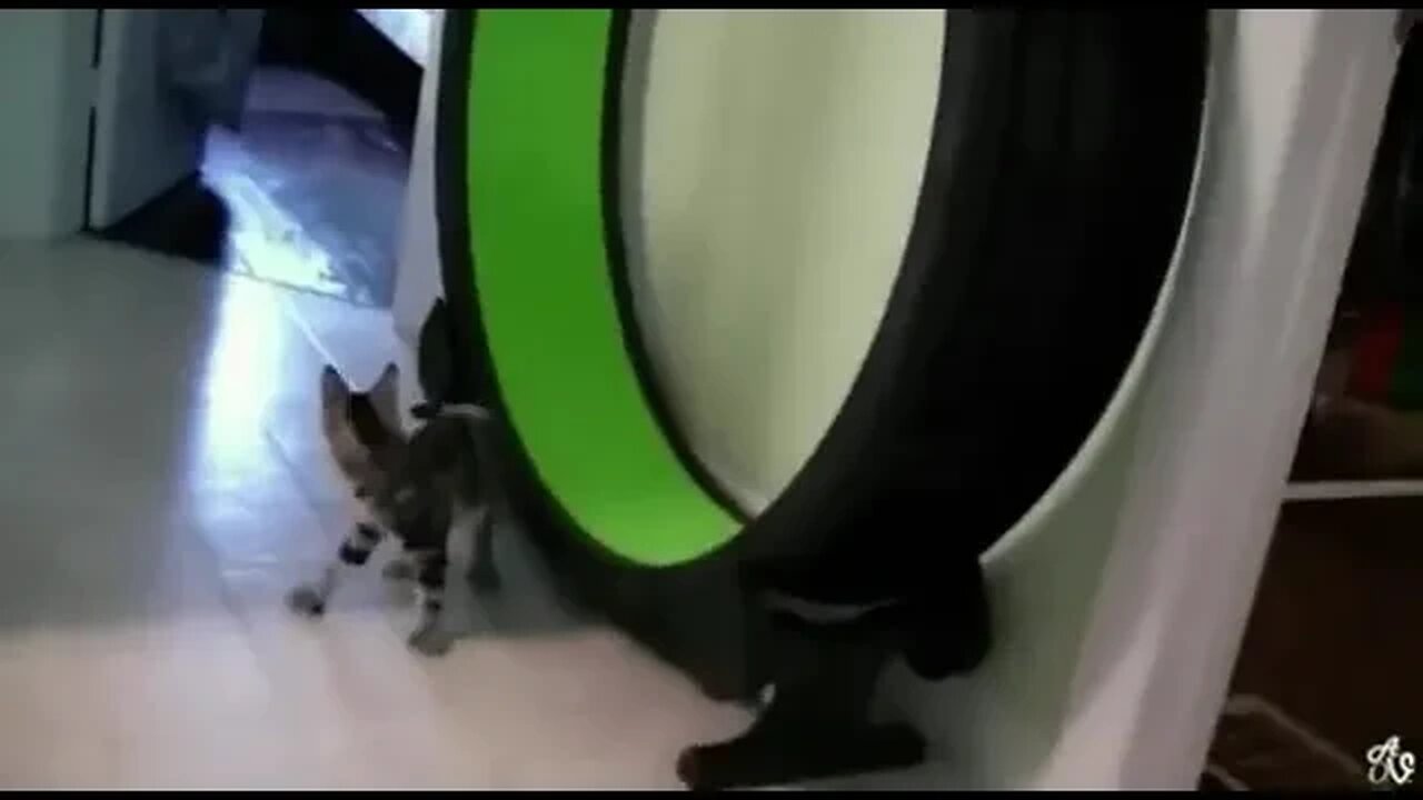 Exercise isn't always good for you