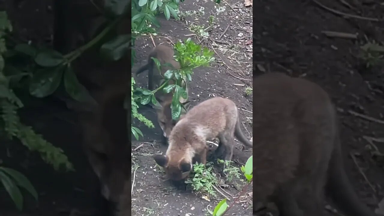 Siblings eh? #foxes #foxesofinstagram #naturesounds #animalshorts