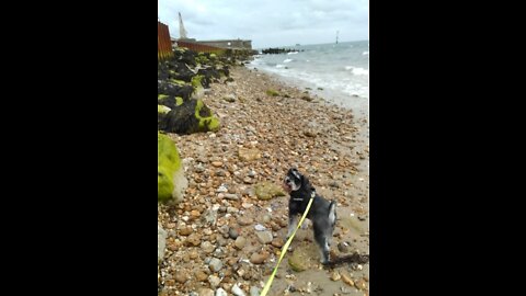 Afraid of Water, but Too Curious not to Investigate the Beach