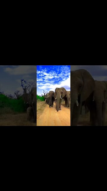 🐘hathi raja | hathi raja kahan chale🐘#trending #viral #viralsorts #shortfeed #tiktok #sorts #money