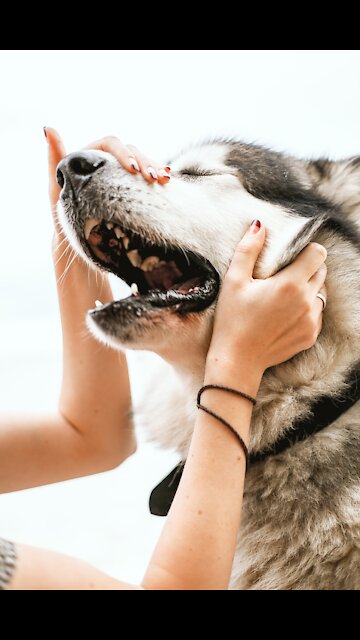 Baby,cute,angry and amusing felines and canines accumulation (Funny animals #147)