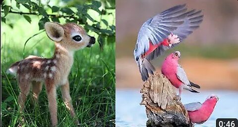 I found some cutest animal on the planet😘🥰😍🤩😍🥰😘