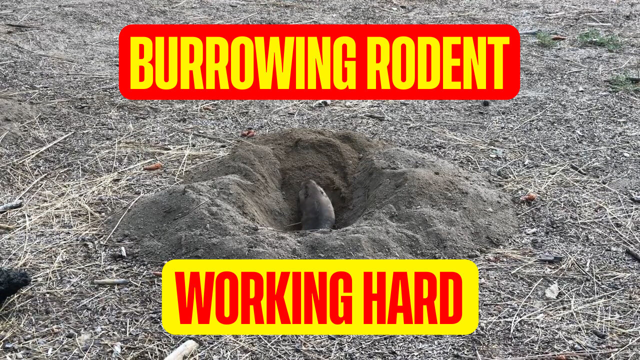Burrowing rodent