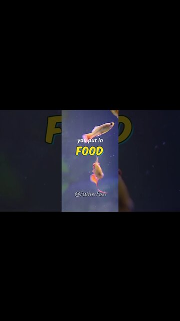 Food for Fish is *POISON* - Feed Fish the right way!