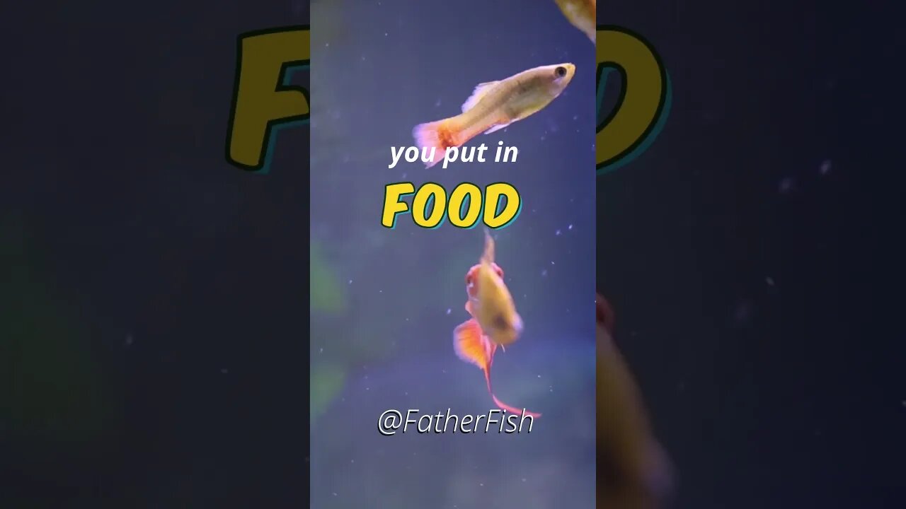 Food for Fish is *POISON* - Feed Fish the right way!