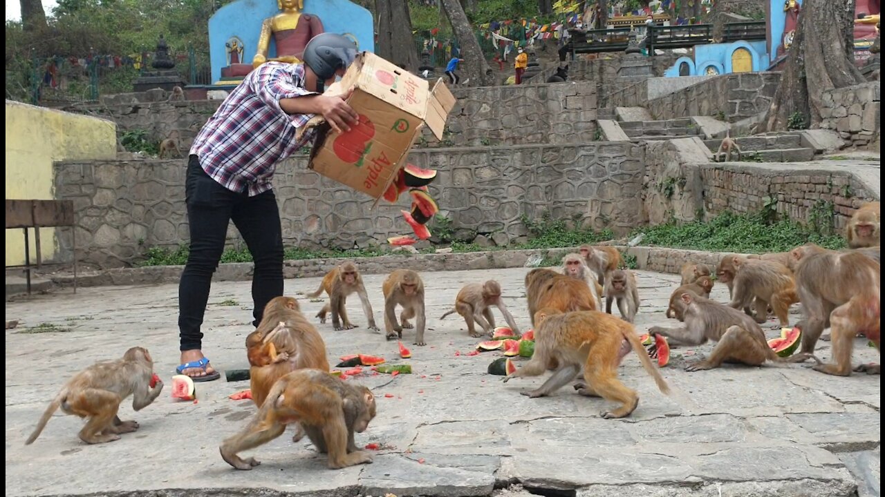 monkey love watermelon | feeding watermelon to the hungry monkey