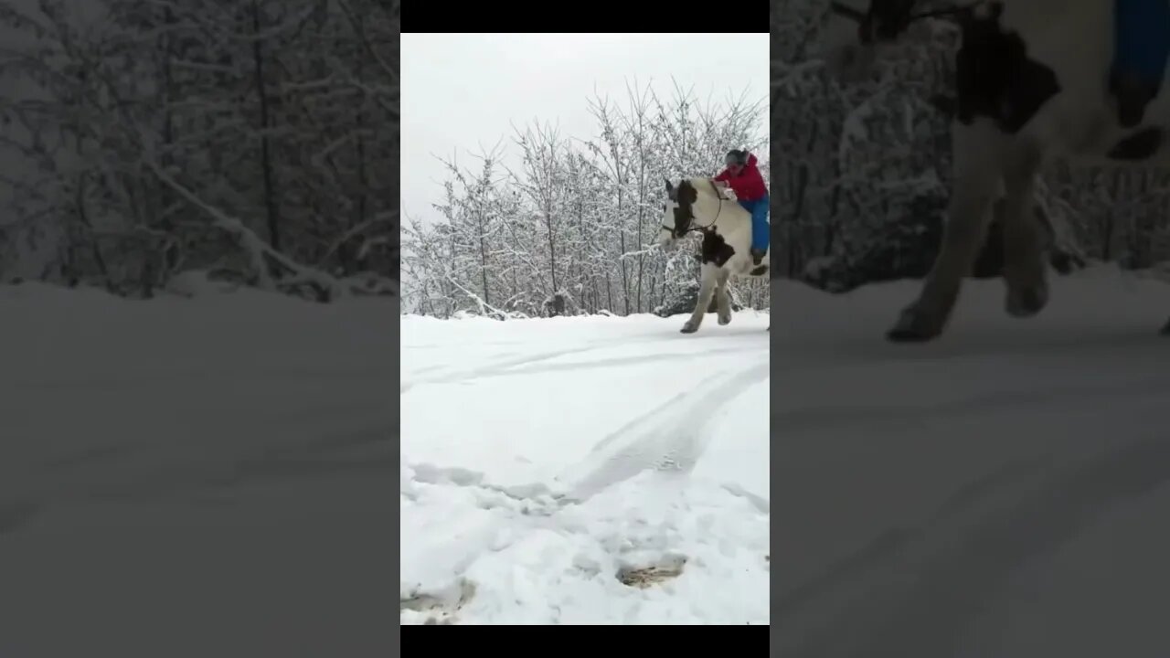 Amazing Horse Galloping in the Snow 🐴❄️