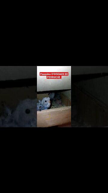 poussins d'oiseaux de perruche