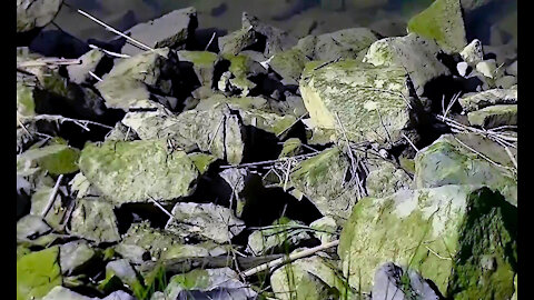IECV TATA #13 | 👀 Birds, Water, Boats, Even A Quick Sea Lion⛵ 5-12-2014