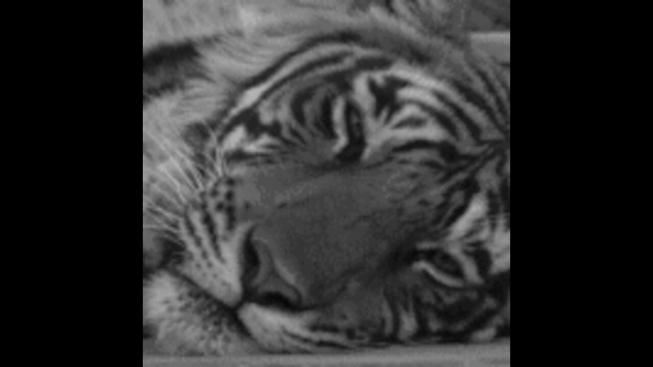 Cute And Funny Pets