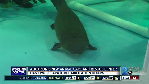 Animal Care and Rescue Center opens at the National Aquarium