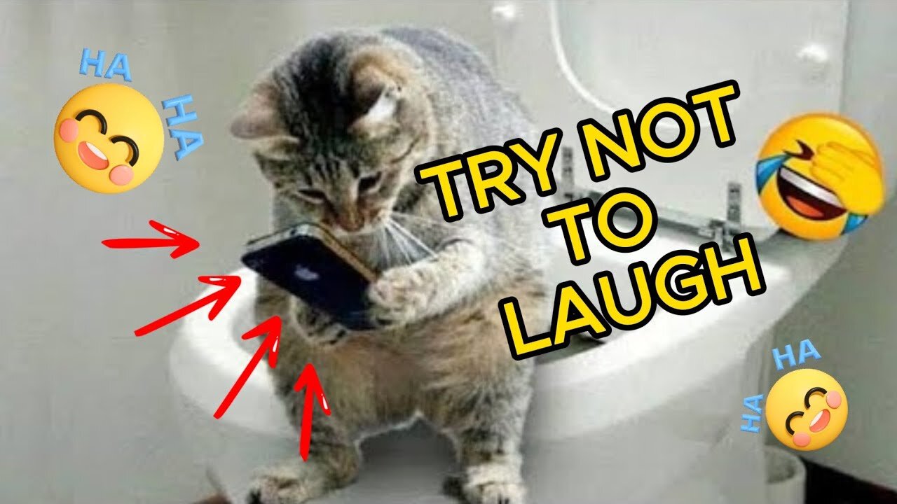 IMPOSSIBLE TRY NOT TO LAUGH 😂 Funny Videos Compilation 😂 Funny Memes 2024