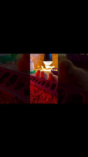 Distractions at Home are Sometimes Okay #shorts