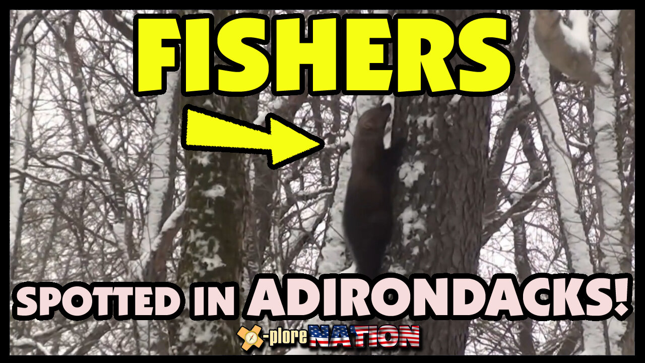 Fishers in the Adirondacks: Fulton County, New York