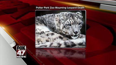 Little Girl, snow leopard at Potter Park Zoo, dies