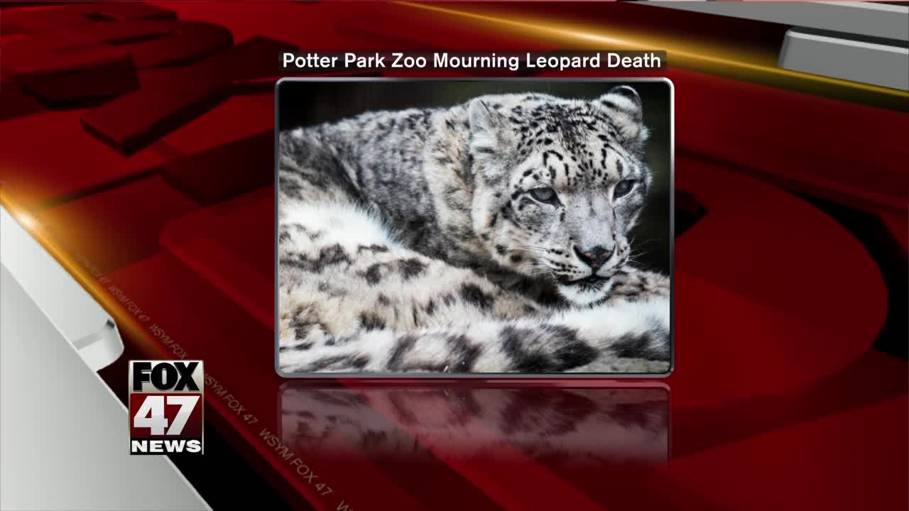 Little Girl, snow leopard at Potter Park Zoo, dies