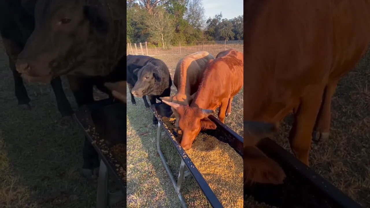 3 cows! #cows #cow #cowvideos #cattle #cattlefarm #3stooges #shorts