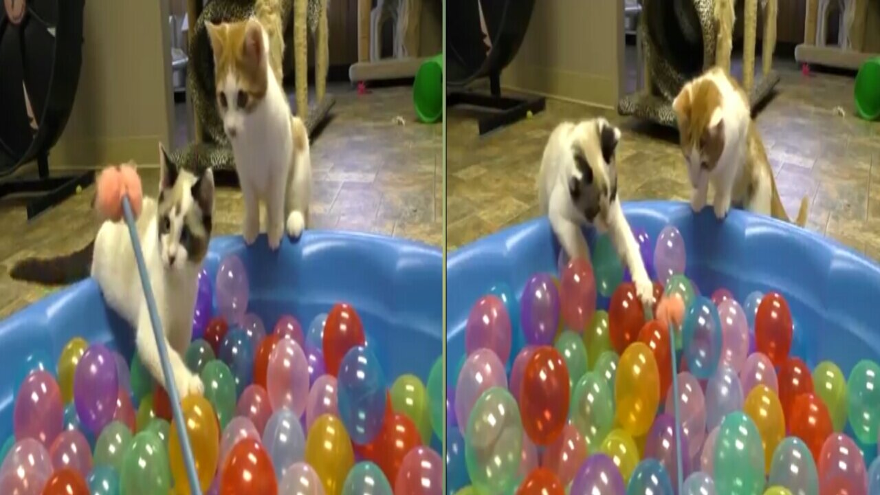 Cute kittens play in Ball Pit