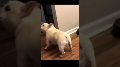 CHOPPY DOG WANTS MORE: TRY NOT TO LAUGH😆😆😆...#SHORT VIDEOS